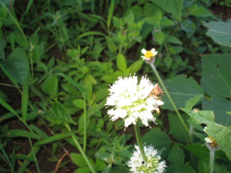 Vassourinha de botão MV